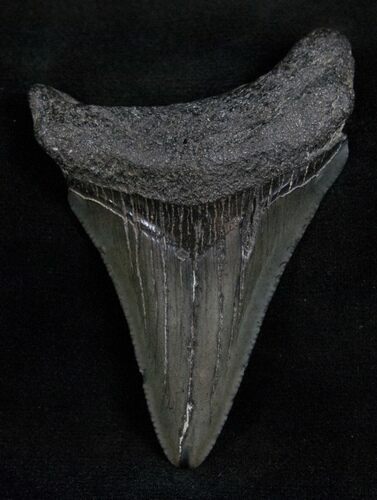 Lower Megalodon Tooth - South Carolina #13684
